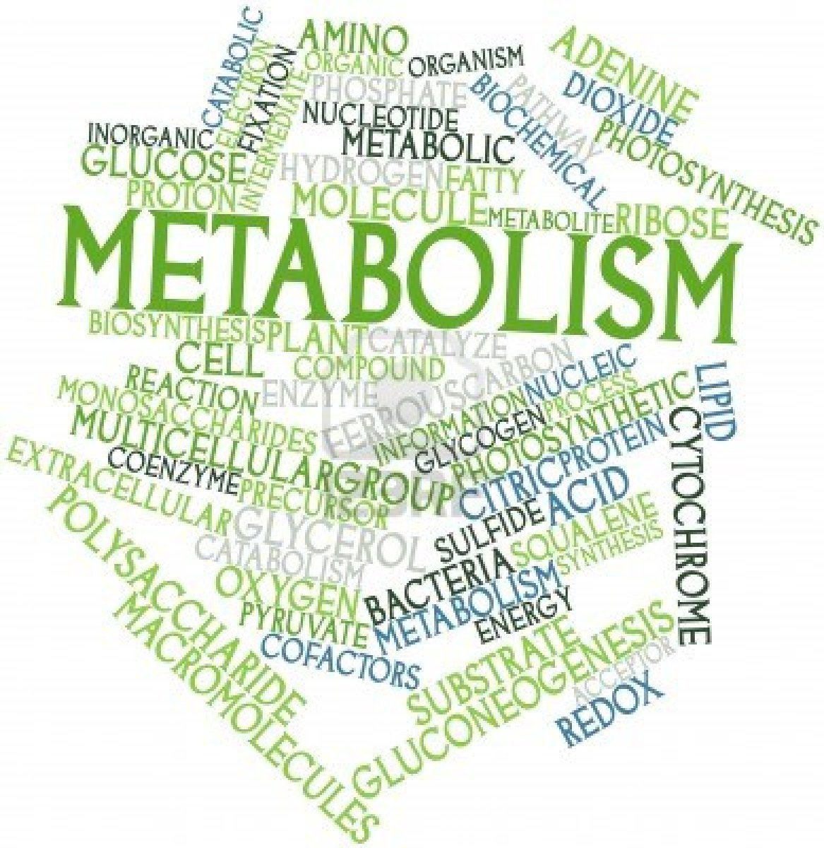 Speeding up your Body Metabolism