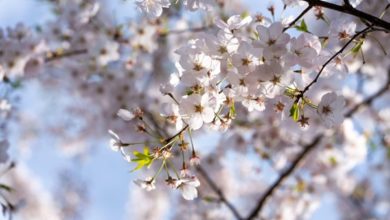 Top 5 Places To Visit In Springtime